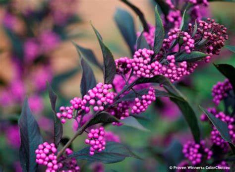 Branches with clusters of small, bright purple berries and dark green leaves, set against a blurred background with similar plants.
