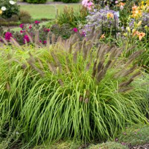 Ornamental grass with long green blades and feathery brown plumes in a garden, surrounded by colorful flowering plants and green grass in the background.