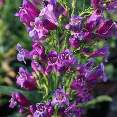 A cluster of vibrant purple tubular flowers with green stems and leaves, blooming outdoors in natural light.