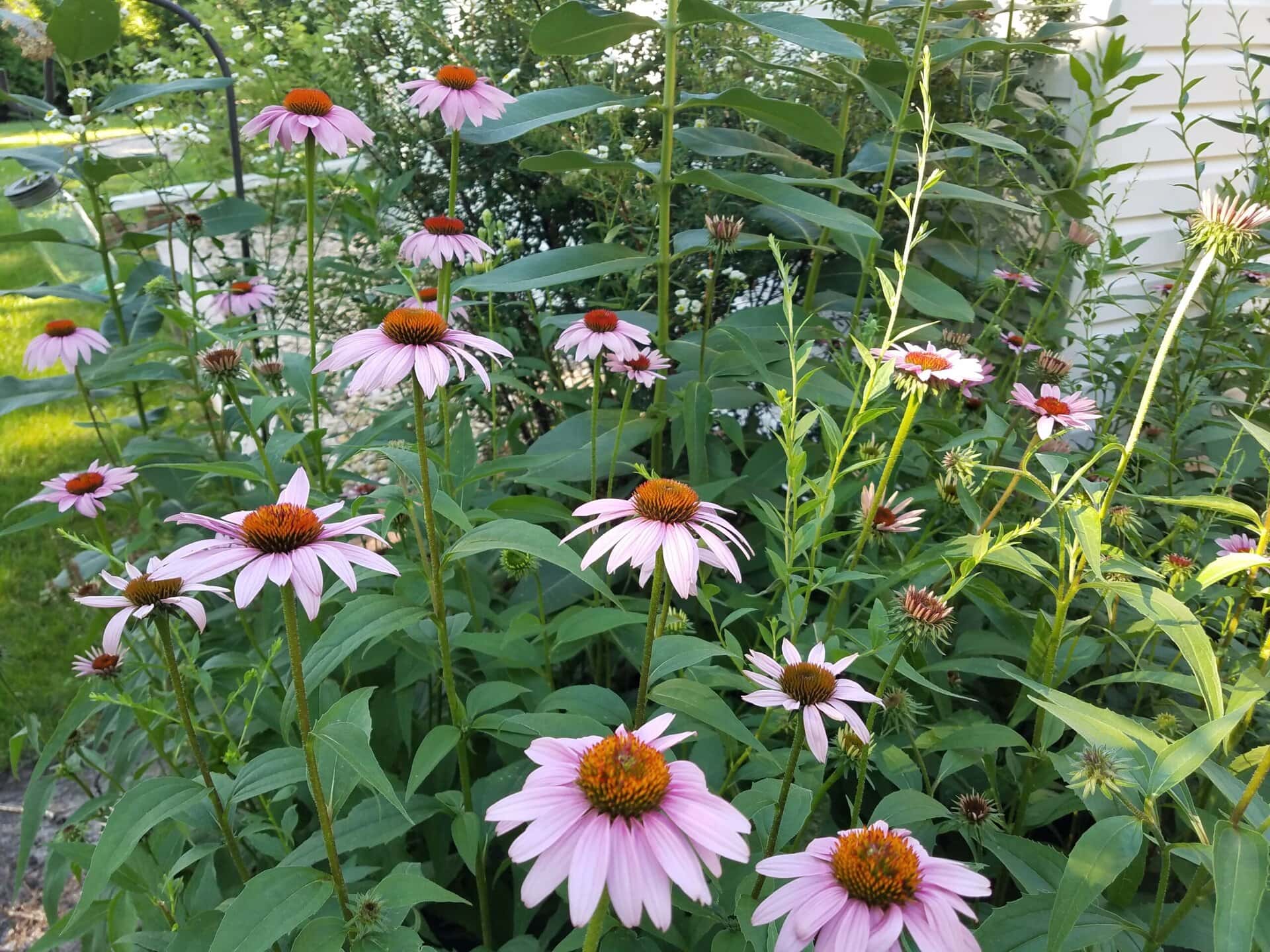 Purple coneflowers with orange centers bloom in a lush green garden, surrounded by tall leaves and stems, next to a sunlit house wall.