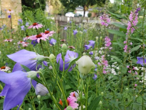 Close-up of a vibrant garden with purple balloon flowers, pink coneflowers, and other wildflowers in bloom, with a blurred background of greenery, a wooden fence, and houses.
