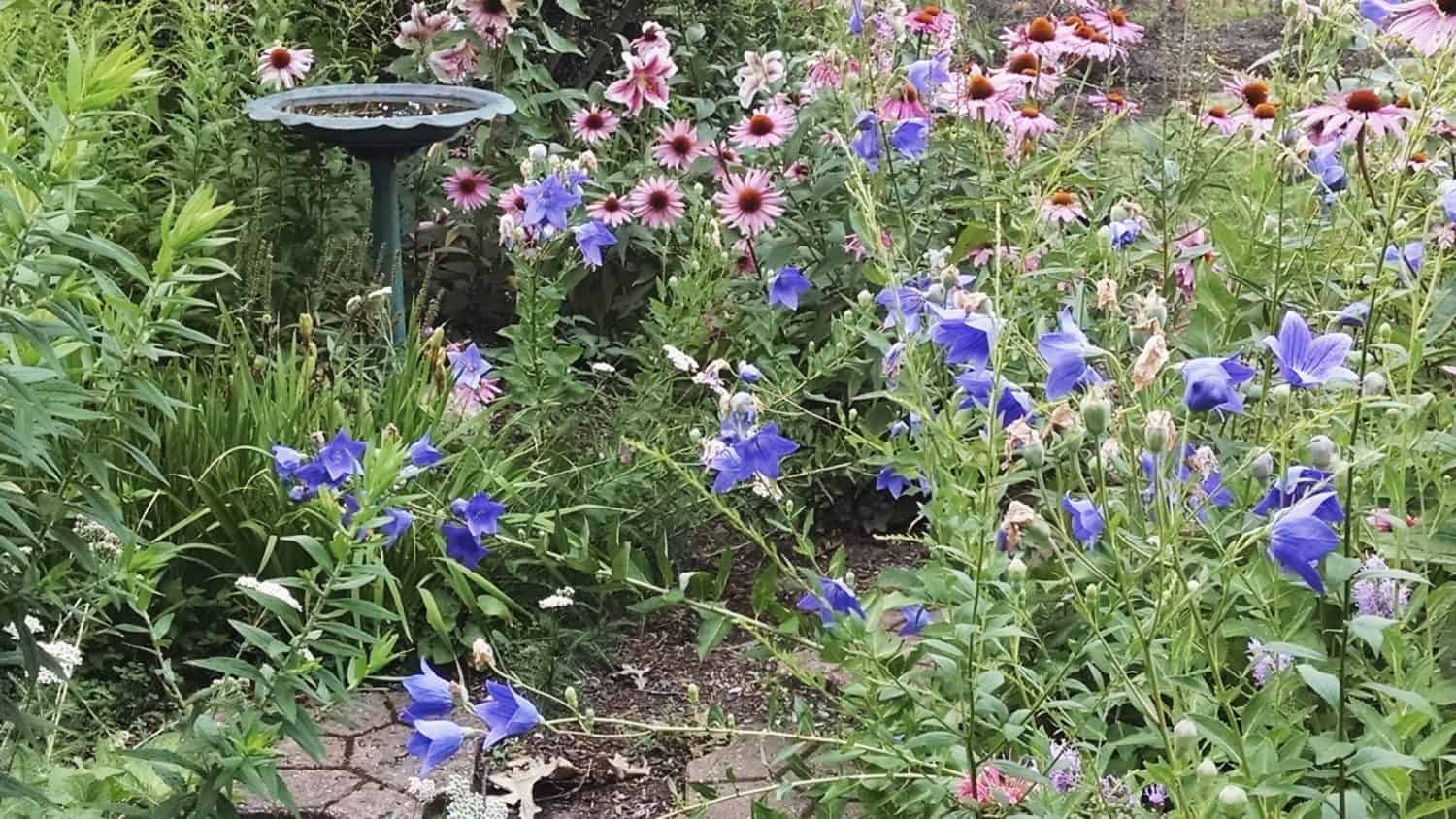 Purple balloon flowers and pink coneflowers bloom in a lush garden. A green birdbath stands among the tall plants, surrounded by dense greenery and a stone path at the bottom left.