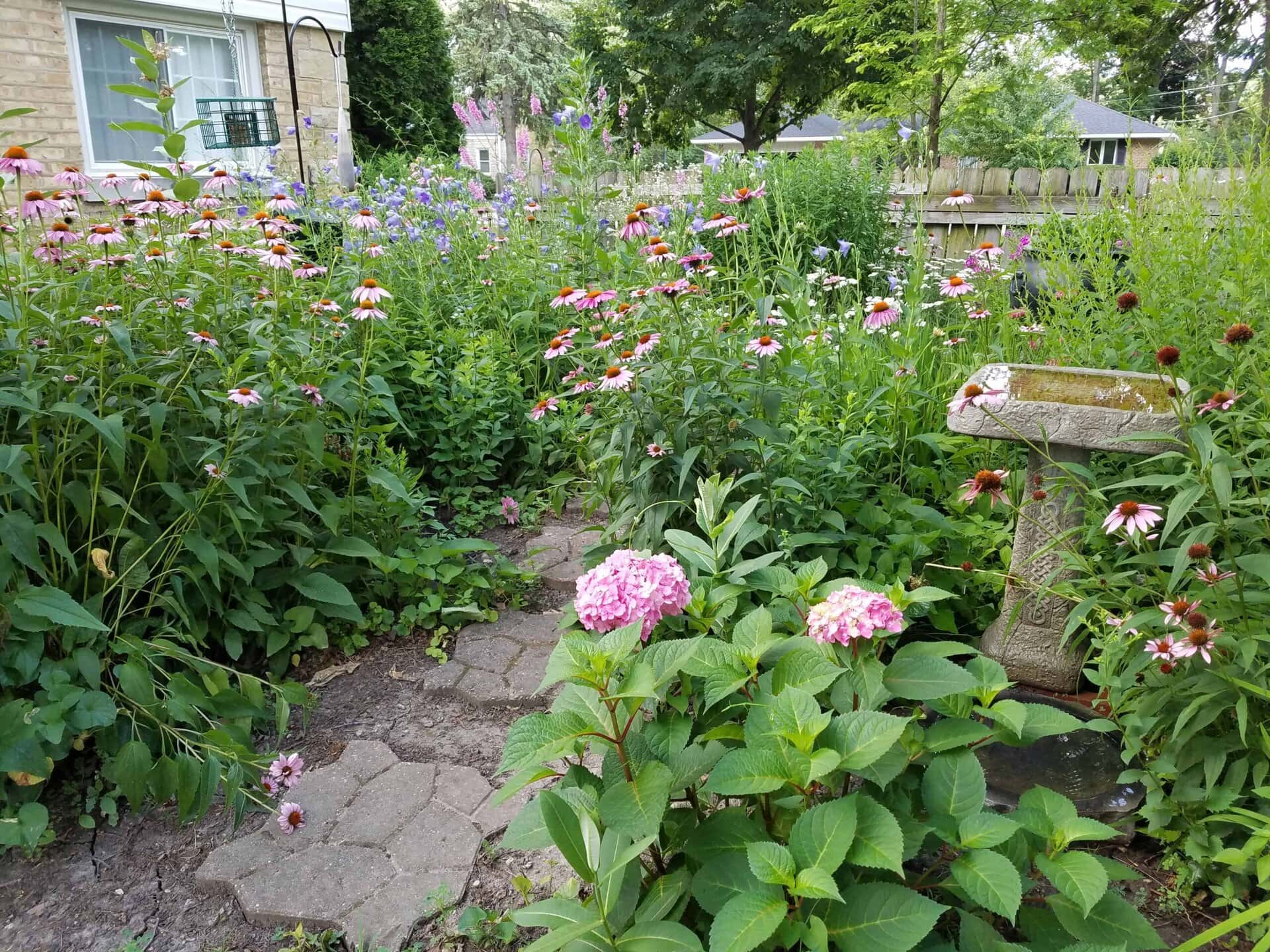 A garden with blooming flowers, a stone path, and a weathered birdbath beside a house. Lush green plants and pink, purple, and white blossoms fill the scene.