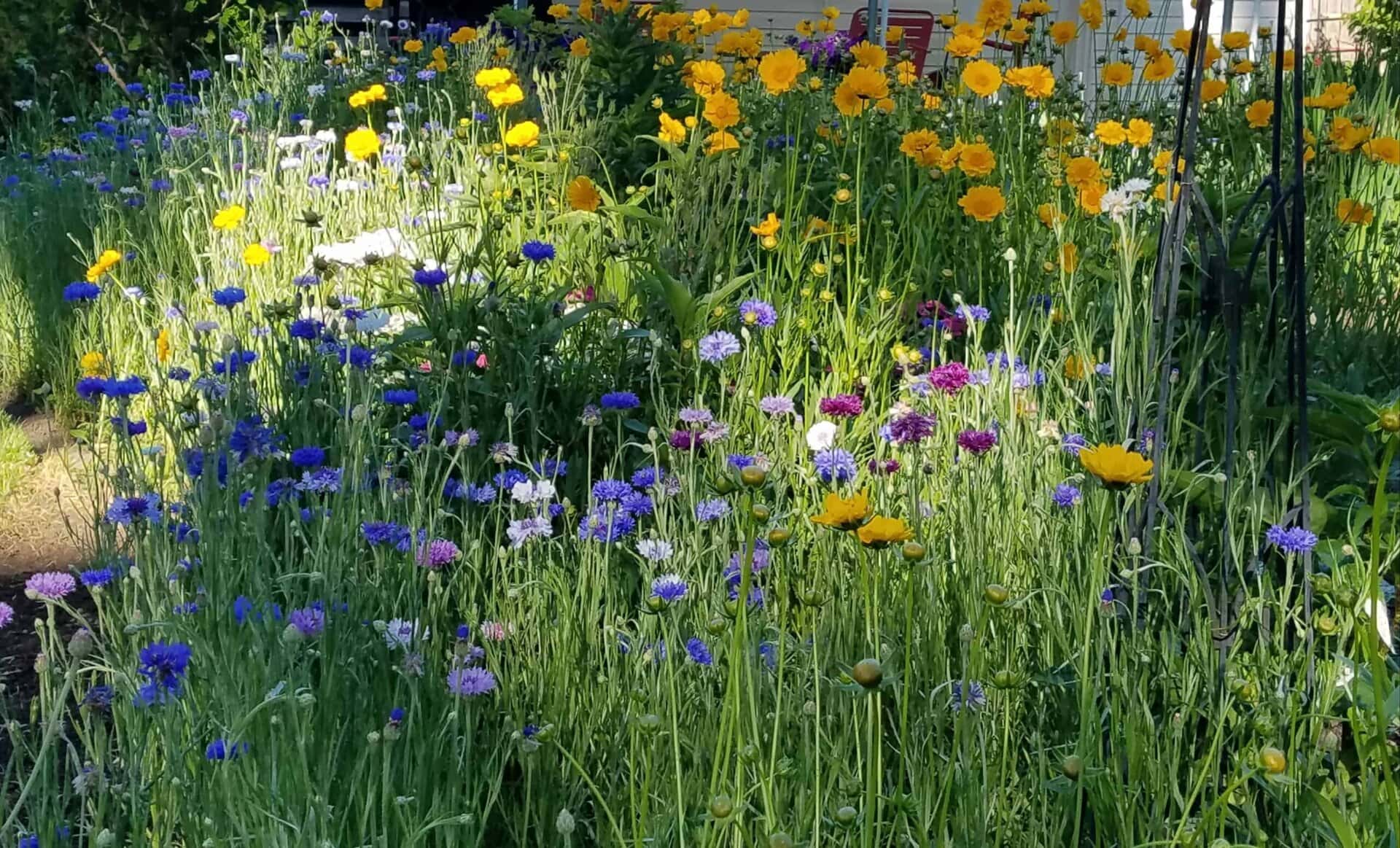 A sunny garden with tall green grass and clusters of blue, purple, yellow, and white wildflowers in bloom. Some flowers are in shadow, while others are bright under the sunlight.