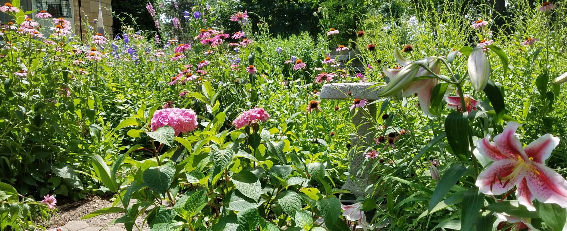 Flower garden with pink hydrangeas, lilies, and cone flowers blooming among green foliage. A stone bench is partly visible in the background, surrounded by dense, sunlit plants and flowers.