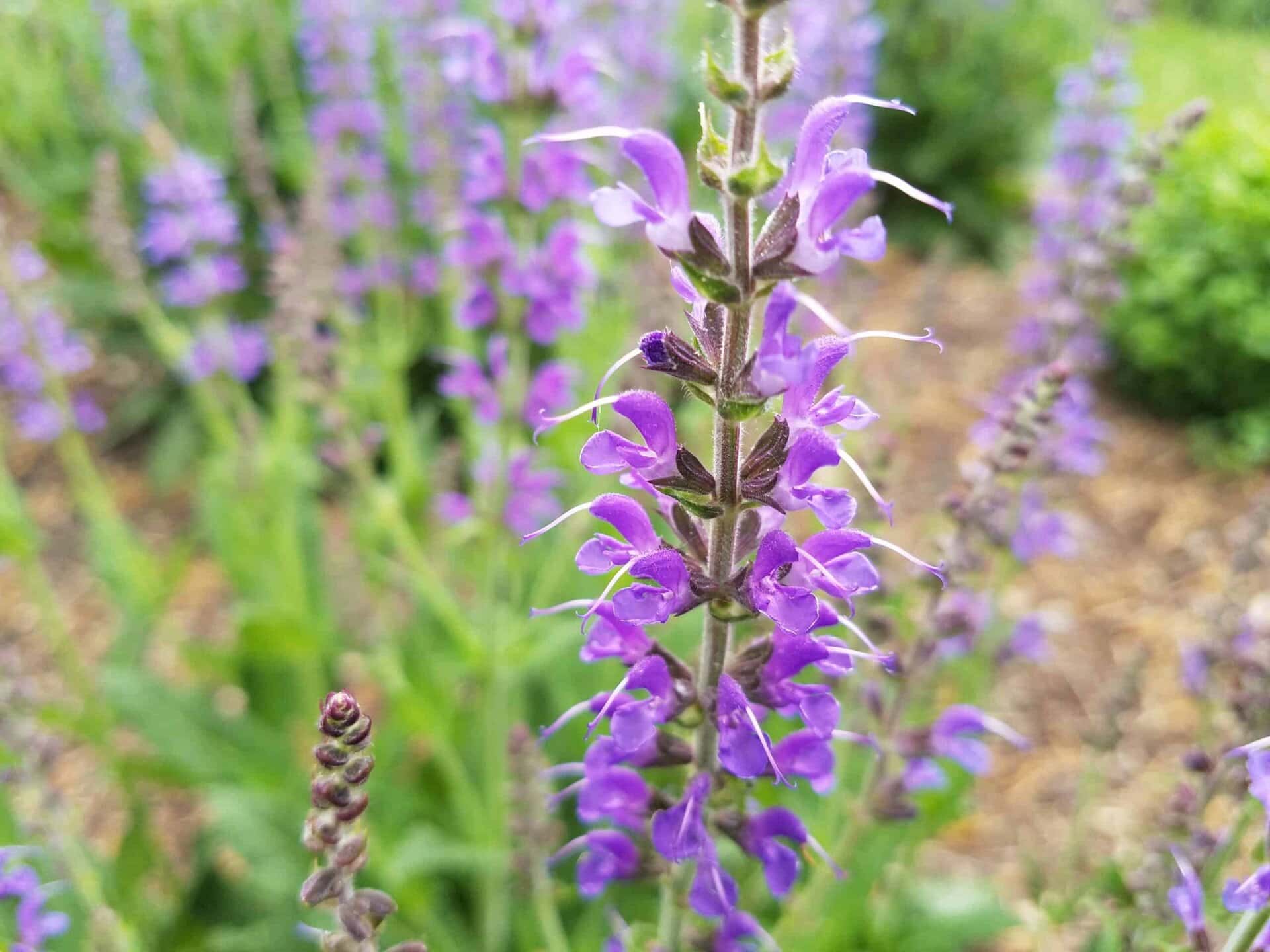 Close-up of a purple flower spike in bloom, with more purple flowers and green foliage blurred in the background. Outdoor natural setting.