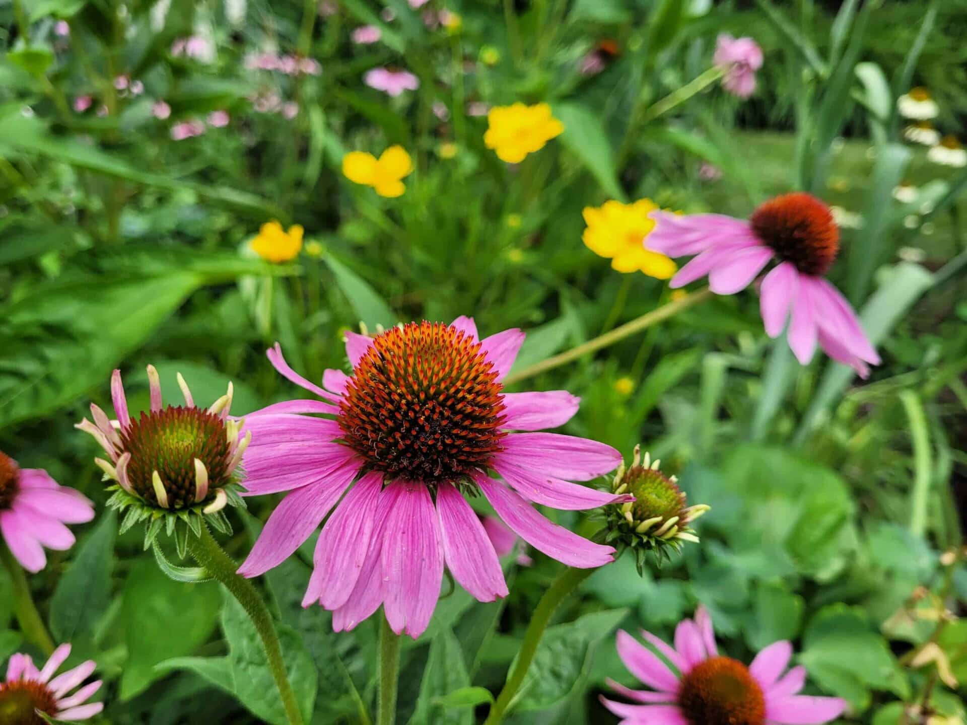 Close-up of vibrant pink coneflowers with spiky orange centers, surrounded by green leaves and a few yellow flowers in a lush garden setting.