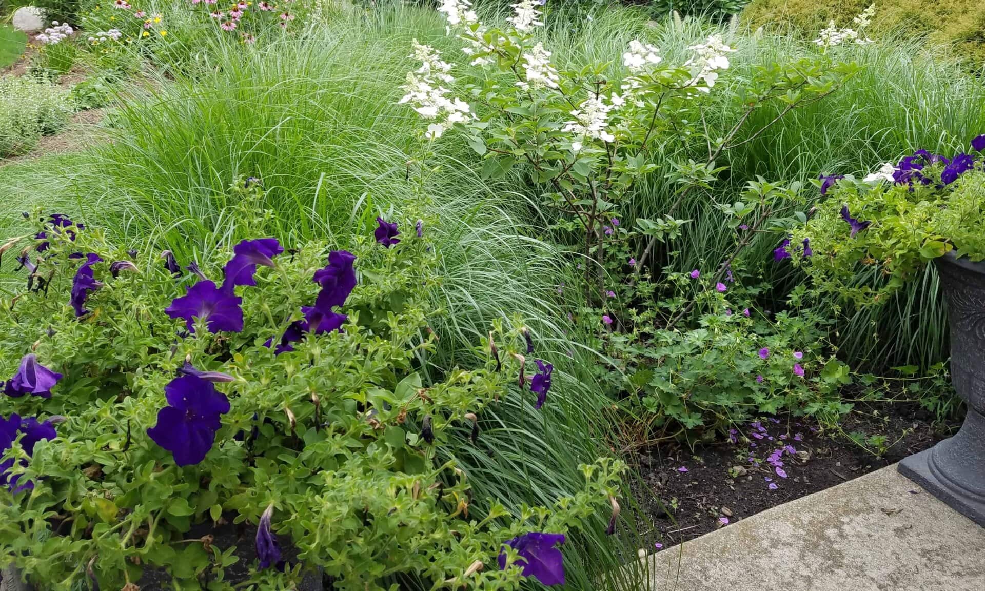 Purple petunias and small white flowers grow among long, green ornamental grasses beside a concrete path in a lush garden setting.