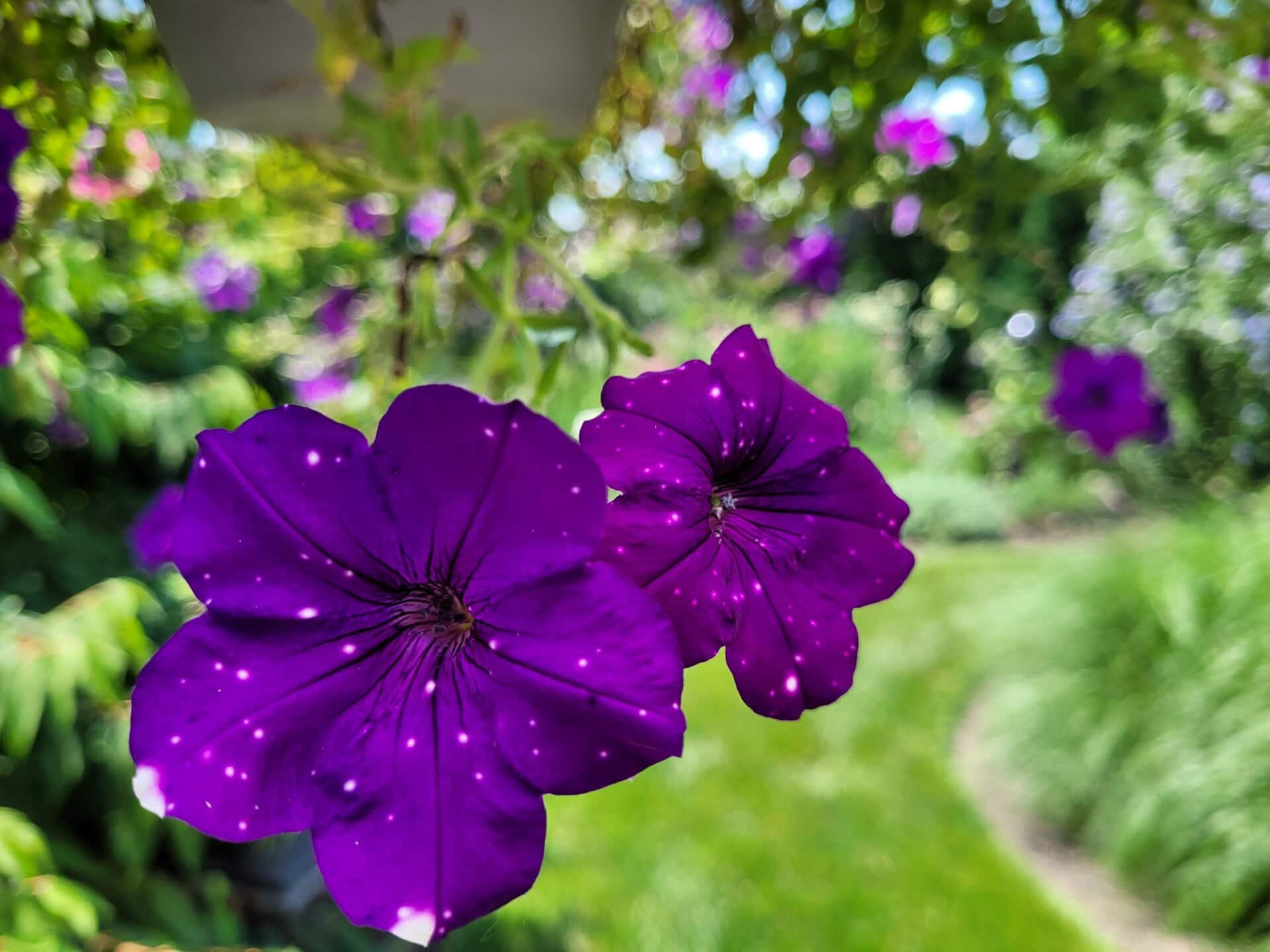 Two vibrant purple flowers with white speckles are in focus, set against a blurred green garden background filled with more flowers and lush foliage.