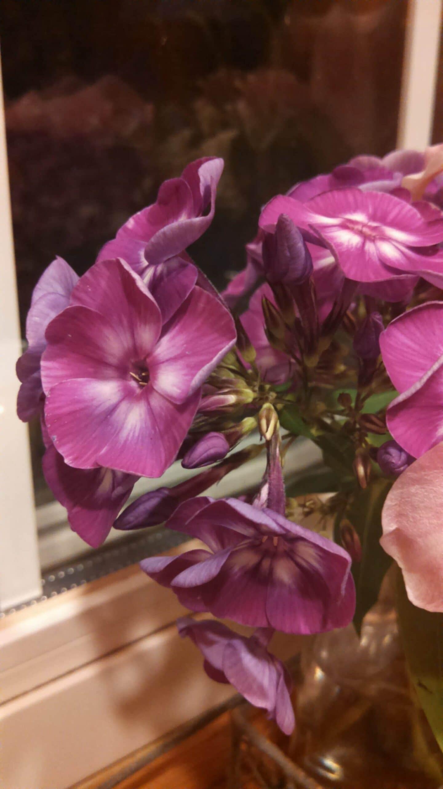 A close-up of vibrant purple flowers with white centers, displayed in a vase next to a window at night.