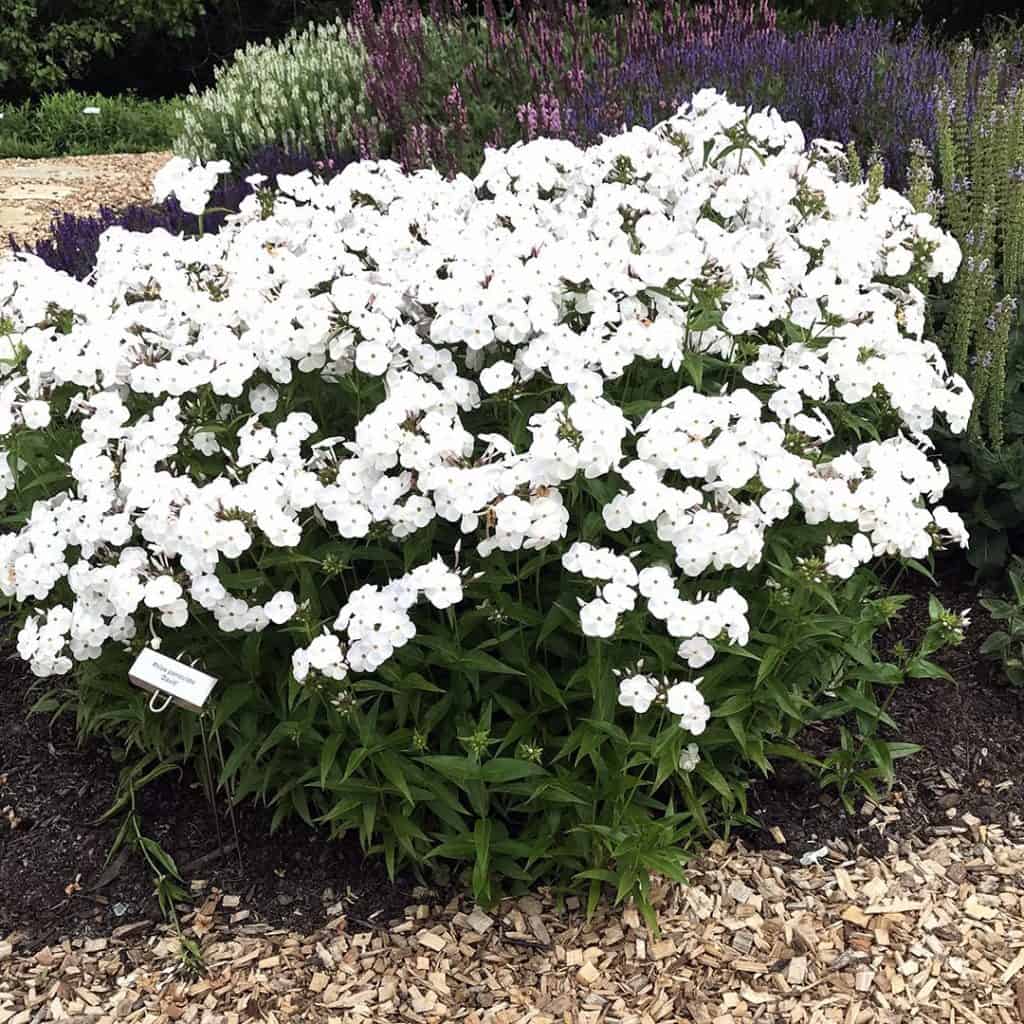 A bushy plant with clusters of small, white flowers blooms in a garden bed, surrounded by wood chips and other flowering plants in the background.