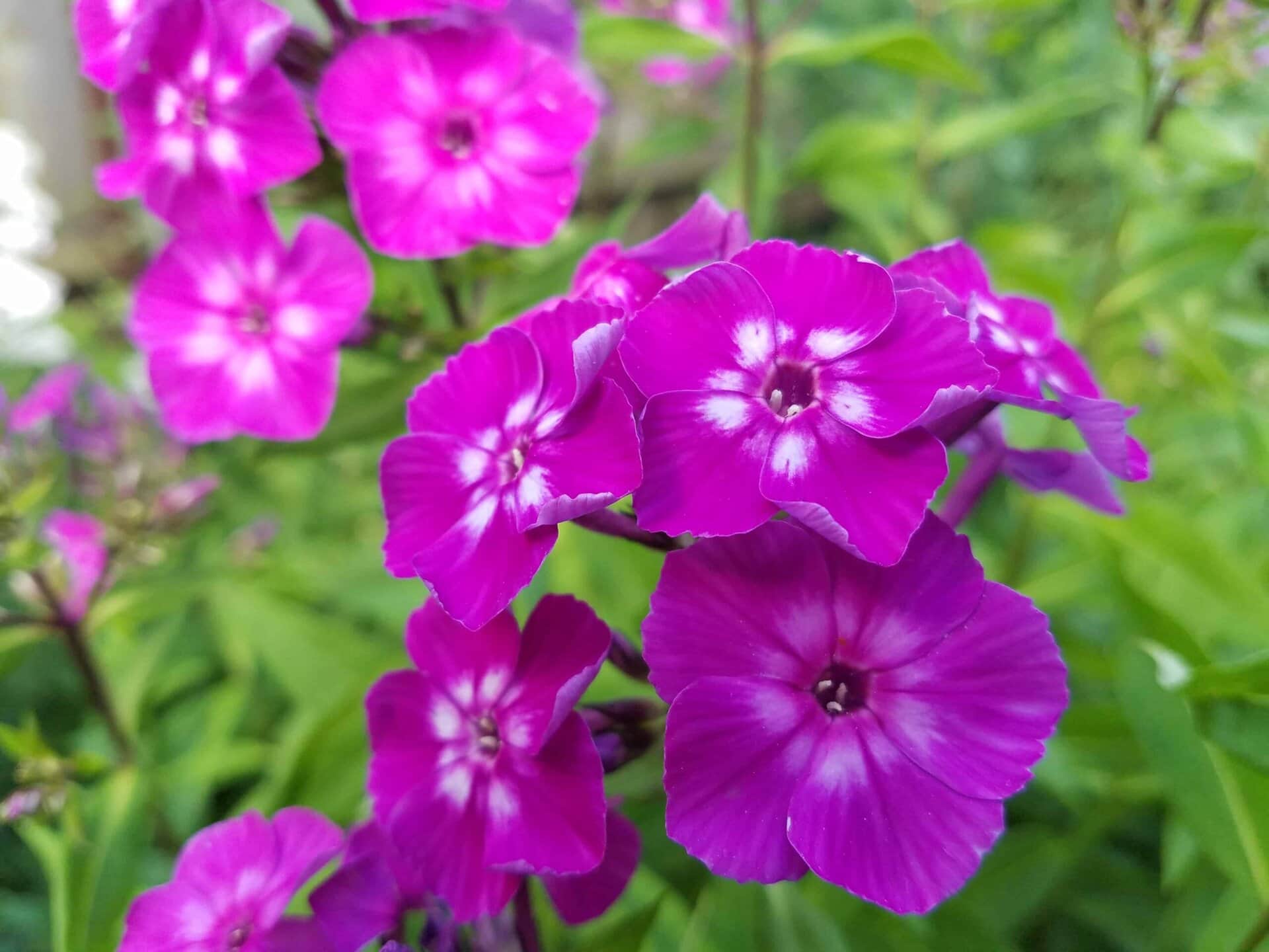 Cluster of vibrant purple flowers with white centers surrounded by green foliage in a garden setting.