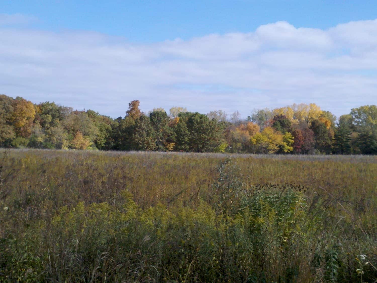 Pic #19 Field with tall grass and wild plants in the foreground; a line of trees with green, yellow, and orange autumn leaves in the background under a partly cloudy blue sky.