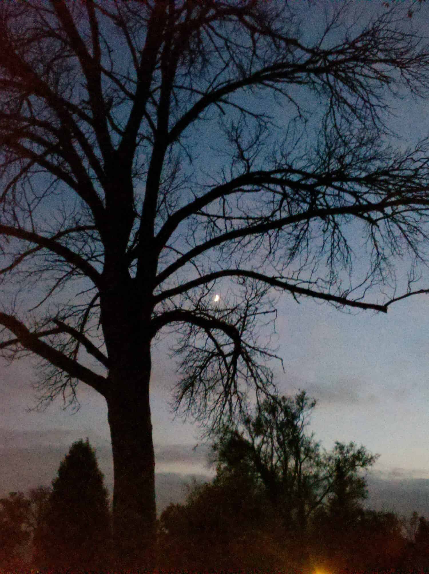 A large tree with bare branches stands silhouetted against a dusky sky. A bright star or planet is visible through the branches, and other trees appear in the darker background.