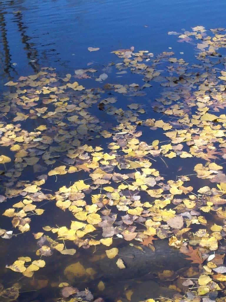 Yellow autumn leaves float on the surface of a calm blue pond, with the reflection of trees visible in the water.