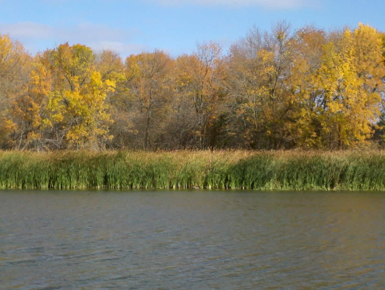 Pic #44 A calm body of water bordered by tall green grass, with trees in the background displaying fall foliage in shades of yellow, orange, and brown under a blue sky.