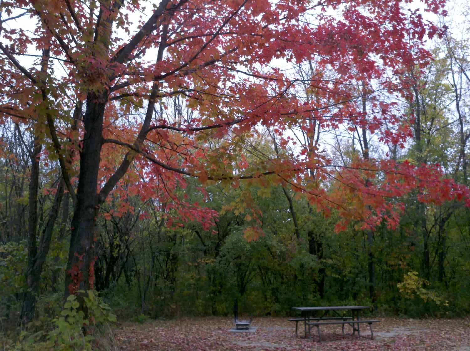 Pic #53 A picnic table sits under a large tree with bright red autumn leaves, surrounded by dense green forest. Fallen leaves cover the ground.