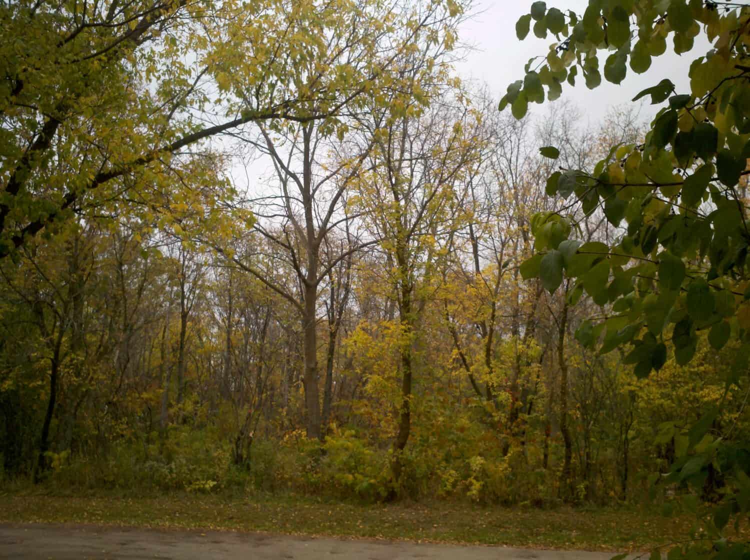 Pic #7 Leafy trees with green and yellow autumn foliage stand in a forested area. Some leaves have fallen, and the sky is overcast. There is a patch of ground and a paved path in the foreground.