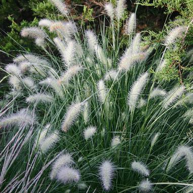 A cluster of green grass with fluffy, white, bottlebrush-like flower spikes growing in an outdoor setting, surrounded by leafy plants.