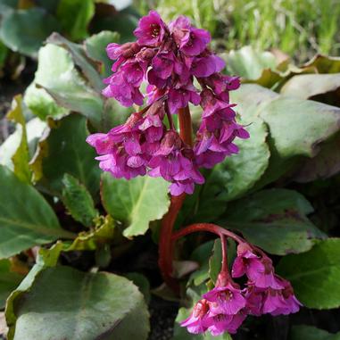 A cluster of bright pink flowers with bell-shaped blooms and thick green leaves growing close to the ground in a garden.