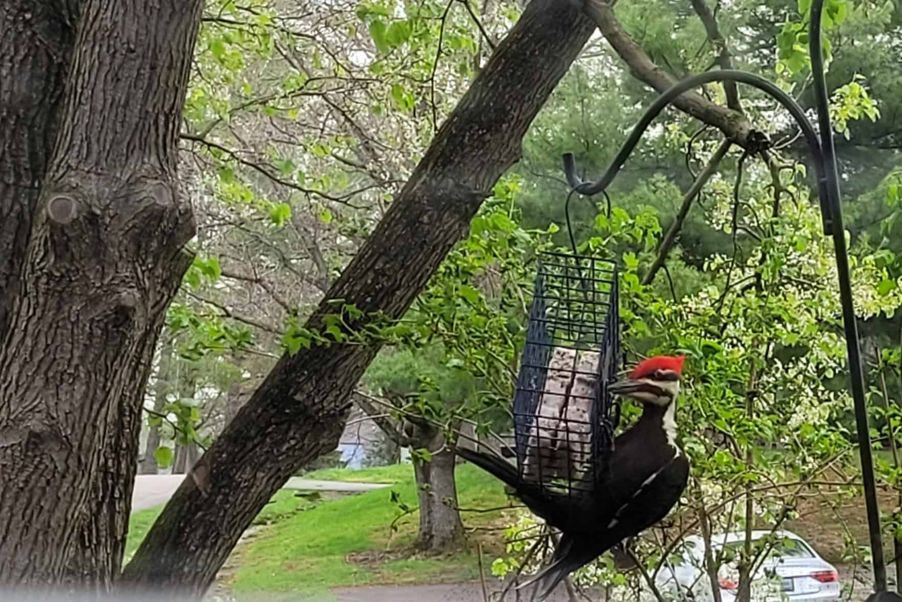 A large woodpecker with a red crest clings to a suet feeder on a metal hook, surrounded by trees and green foliage, with a road and parked car visible in the background.