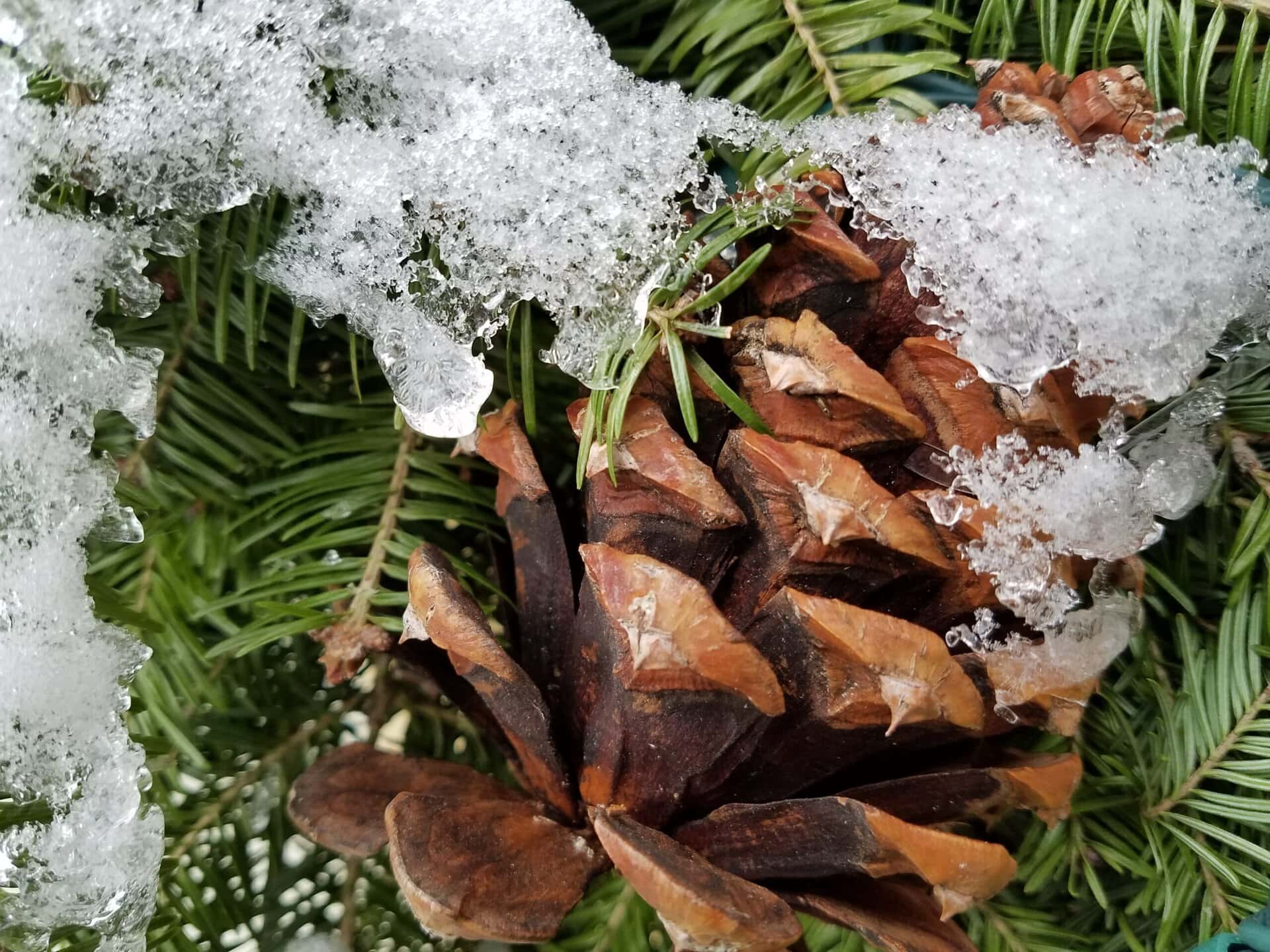 A close-up of a pine cone nestled among green pine needles, partially covered with fresh, melting snow.