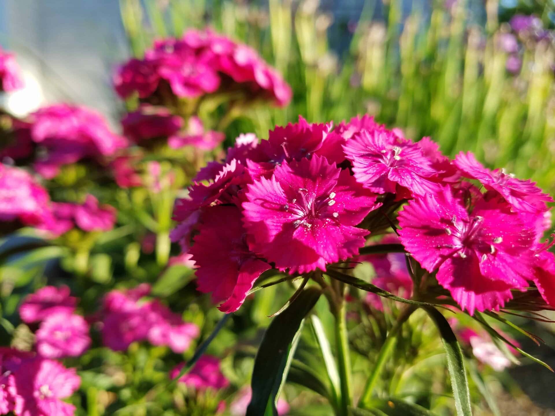 Bright magenta flowers in sharp focus, with green leaves and blurred background of other flowers and foliage, photographed in natural sunlight.
