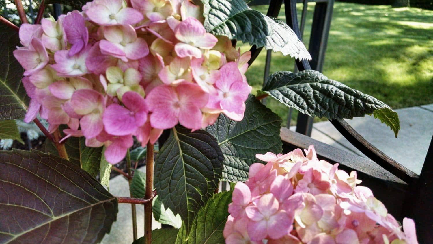 Two clusters of pink and light yellow hydrangea flowers with green leaves are in the sunlight near a black metal fence, with a grassy lawn and trees in the background.
