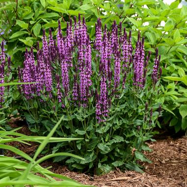 A cluster of tall, purple flowering spikes grows from green leafy stems, surrounded by mulch and other leafy plants in a garden setting.
