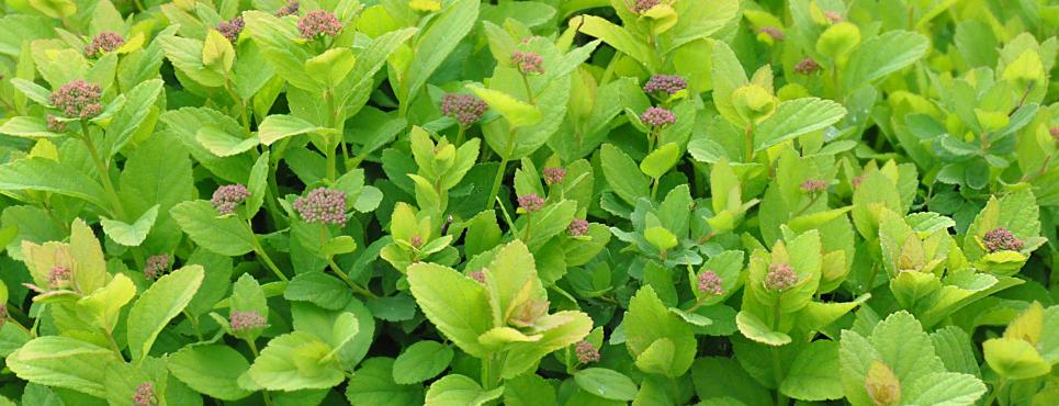 Dense cluster of green leafy plants with light pinkish-purple flower buds scattered among the foliage. The leaves are vibrant and healthy, giving the scene a fresh, lush appearance.
