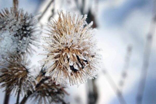 A close-up of a dried burdock seed head covered in frost, with a soft, blurred snowy background.