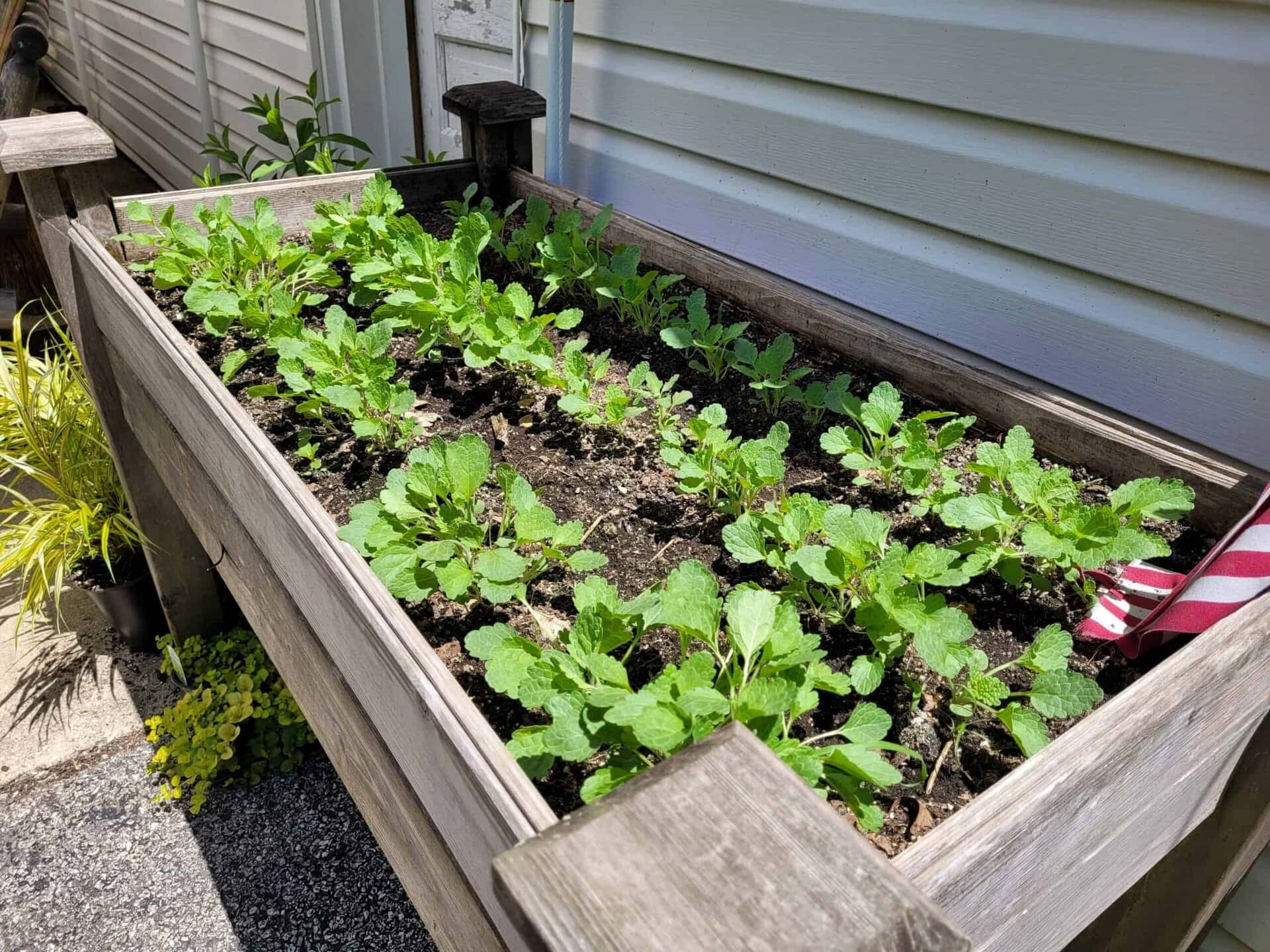 A wooden raised garden bed filled with green leafy plants, set beside a white siding wall and a paved surface, with sunlight casting shadows and a small American flag decoration in the corner.