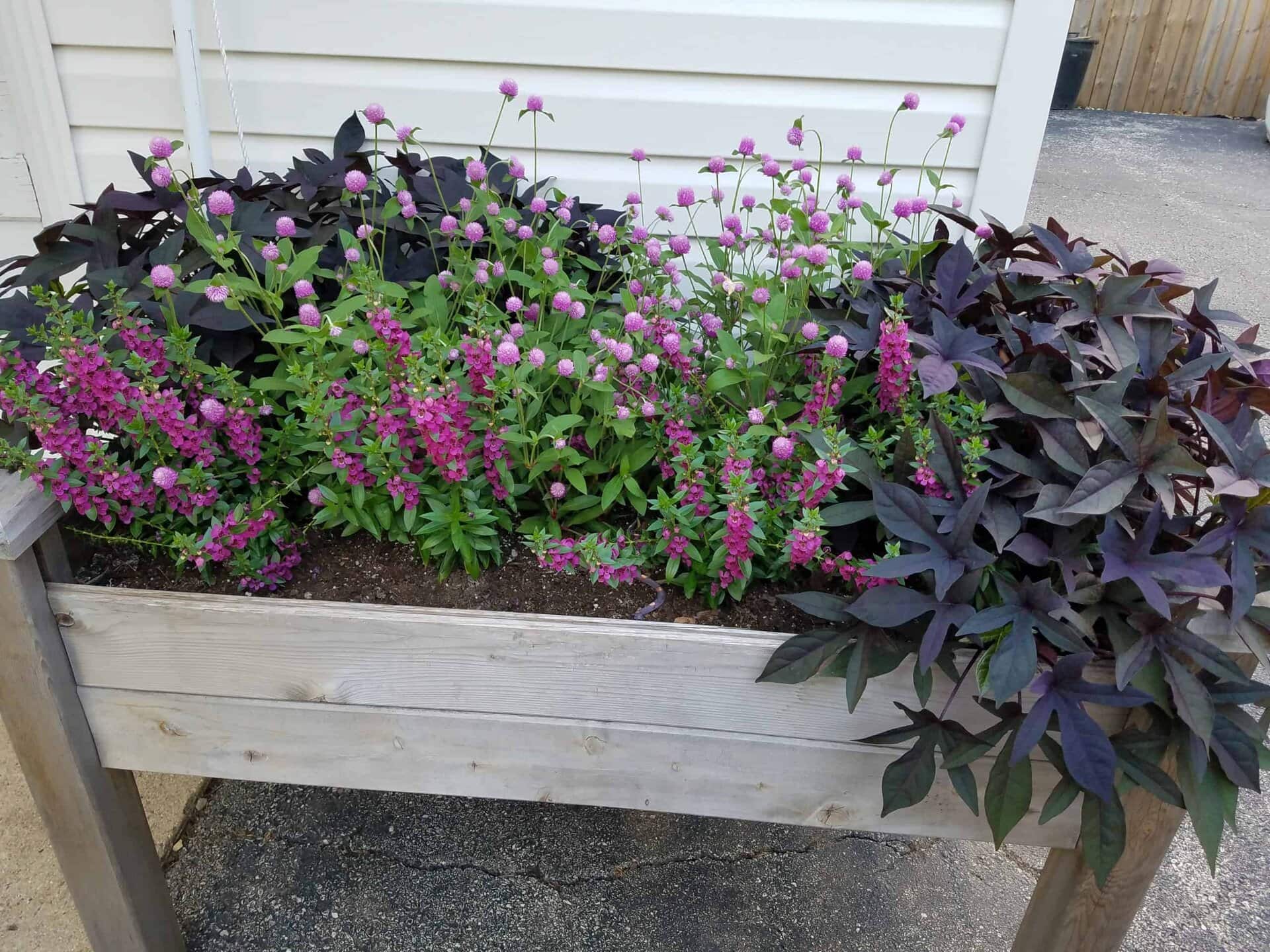 A wooden planter box filled with blooming purple flowers and dark purple leafy plants, placed on a concrete surface near a white building wall.