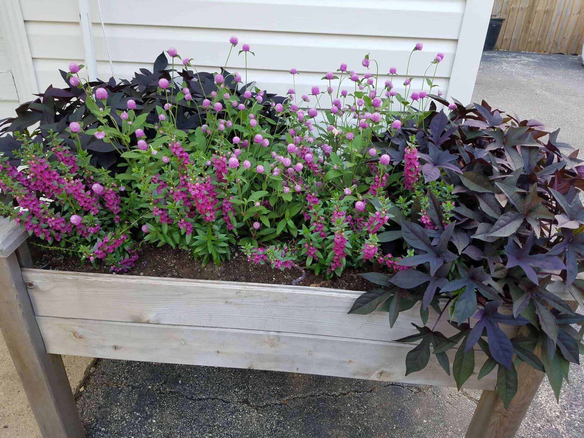 A wooden planter box filled with purple globe amaranth, pinkish-purple flowers, and dark purple sweet potato vine leaves, set on a paved driveway beside a white building.