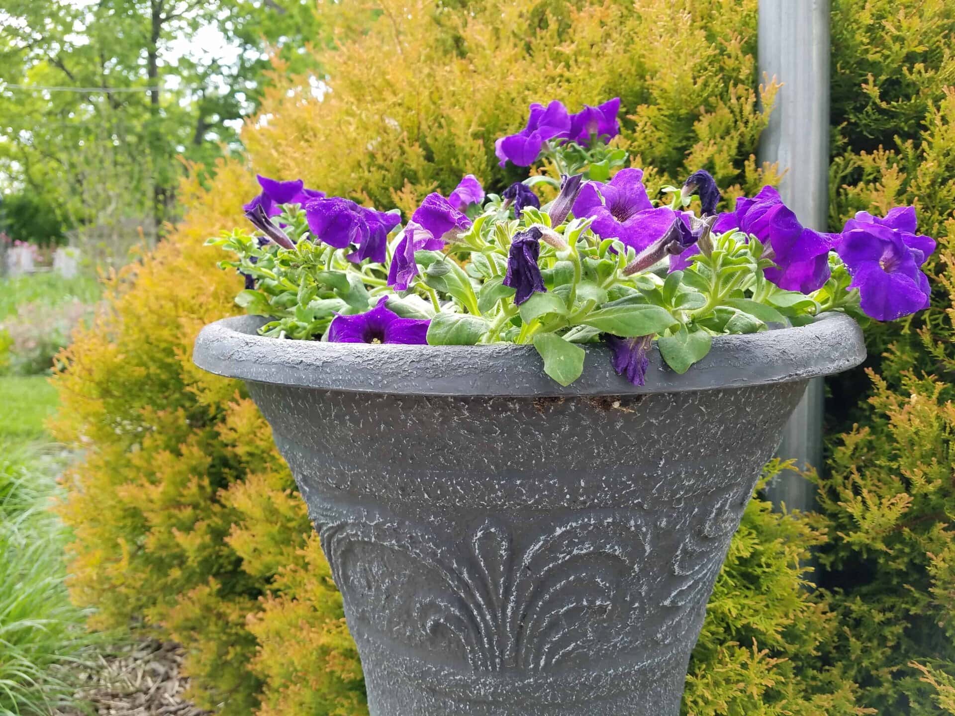 A decorative gray planter filled with vibrant purple petunias is placed outdoors, with green and yellow bushes and trees in the background.