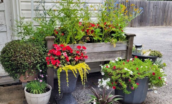 A wooden bench holds pots of colorful flowers and greenery, surrounded by more potted plants, set on gravel near a white building and a wooden fence.