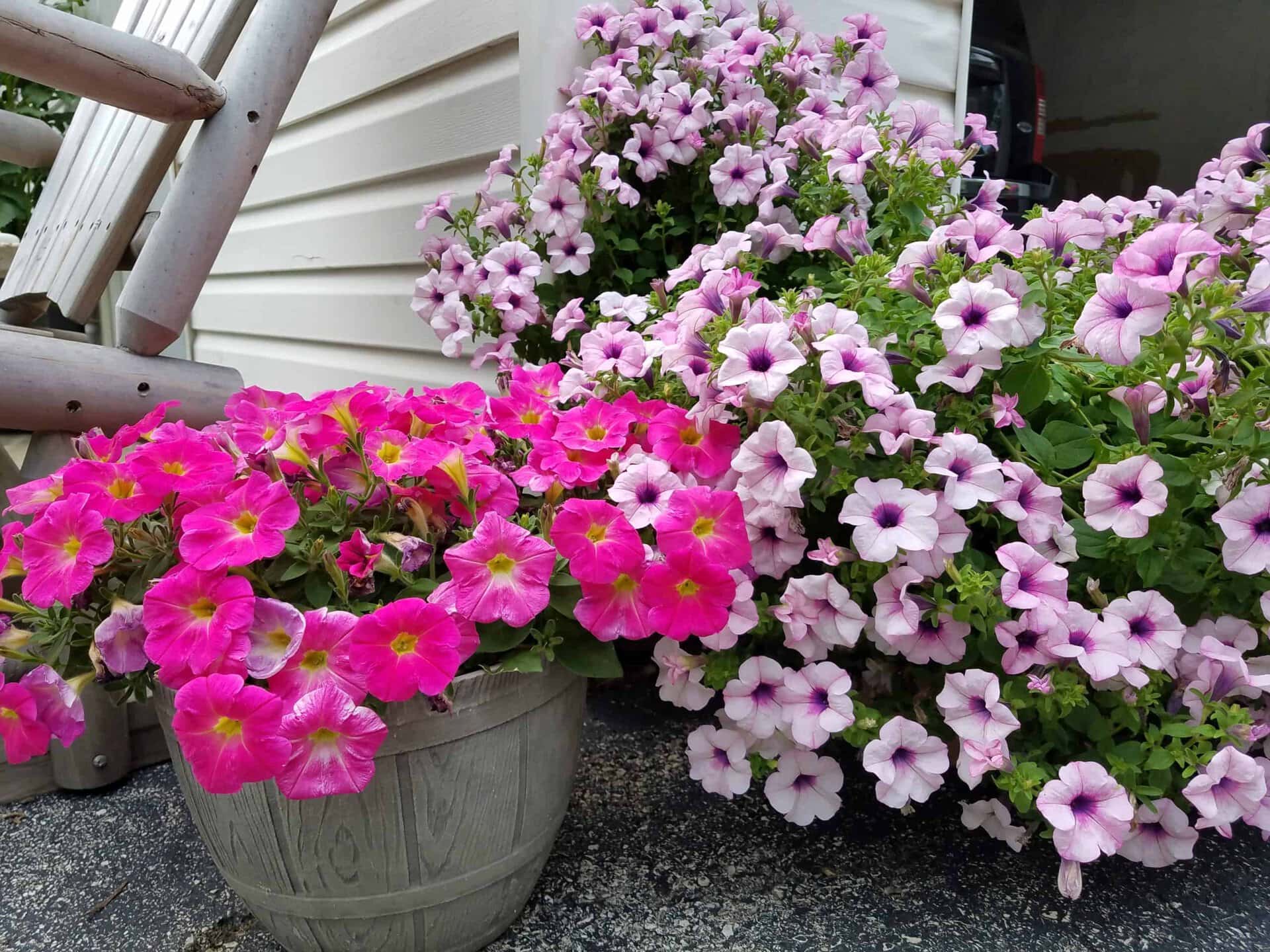 A gray pot with bright pink flowers sits on a driveway beside a large bush of pale purple flowers, next to a white-sided building and a wooden ladder.