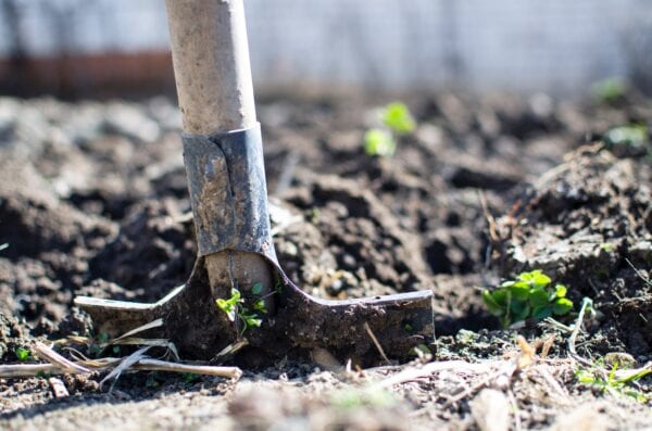 A close-up of a shovel stuck in soil in a garden, with small green plants sprouting around it. The background is blurred, focusing on gardening activity.