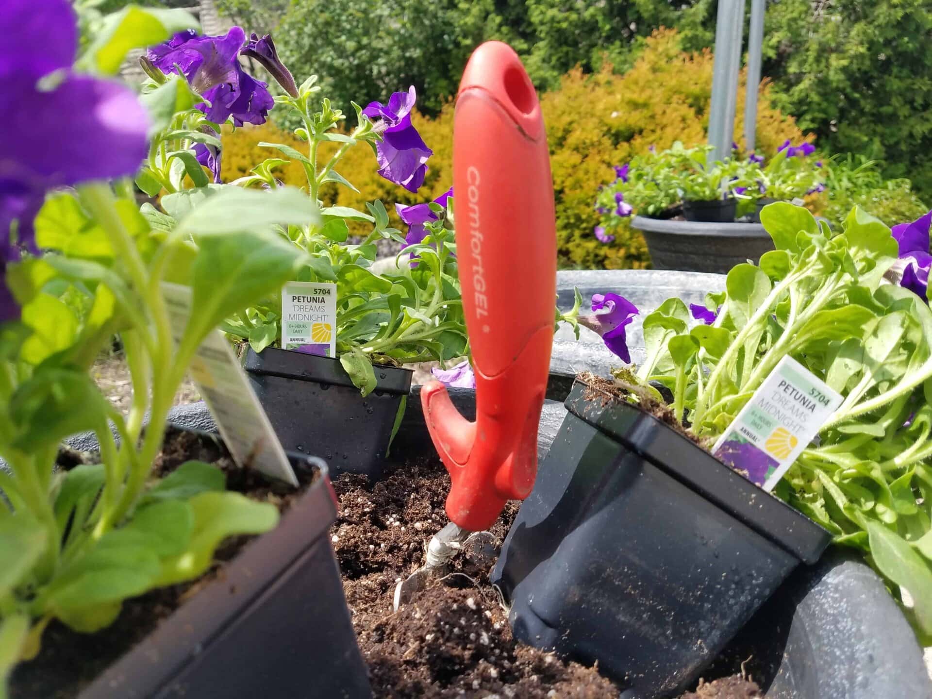 A red garden trowel stands in soil among potted purple petunias, with plant tags visible. Lush greenery and more flowers are in the blurred background.