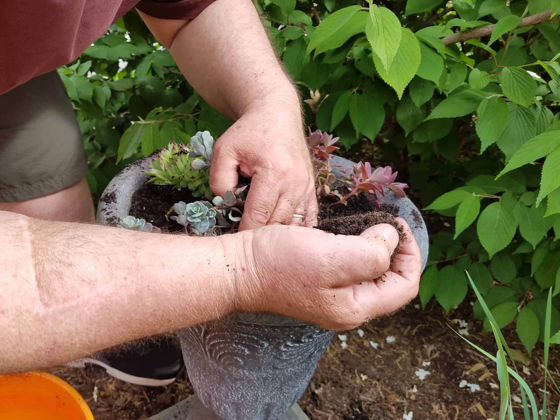 A persons hands are planting succulents in a gray flower pot filled with soil. Green leaves and dirt are visible in the background.