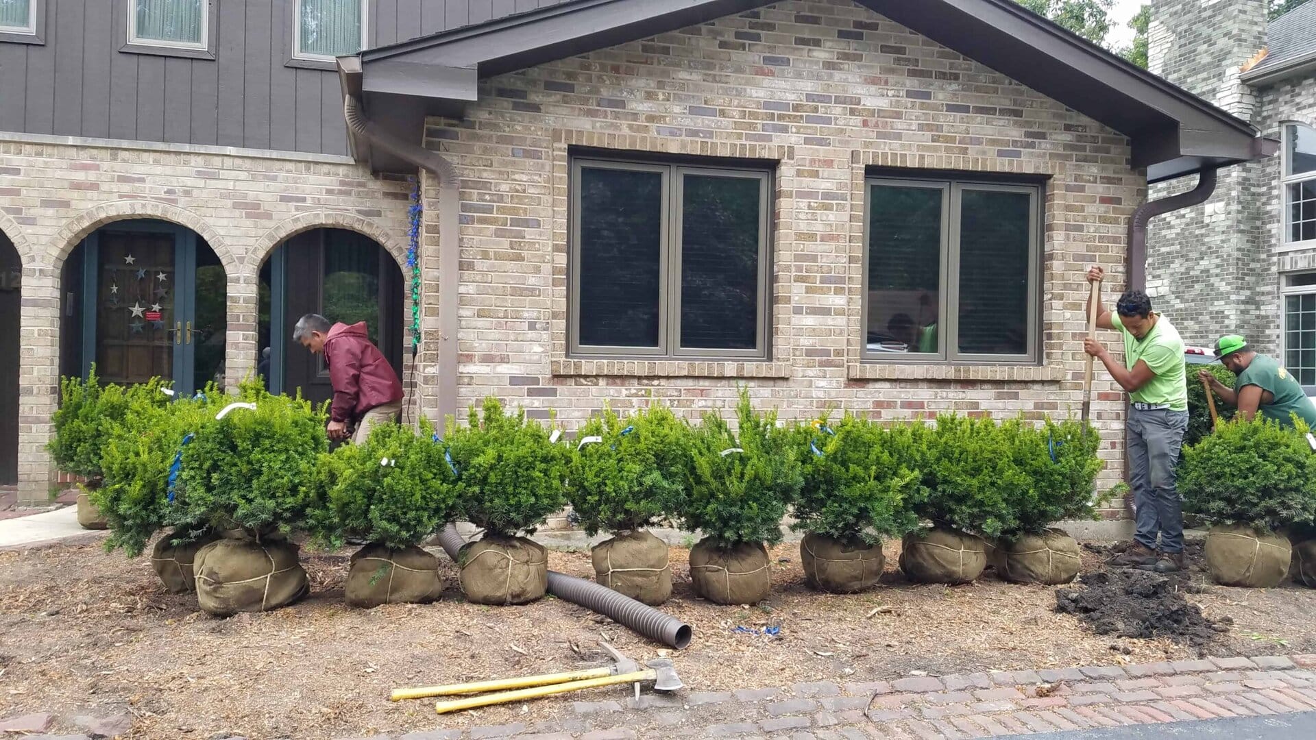 Three workers plant large, balled evergreens in front of a brick house with three windows, using shovels and tools. The plants are lined up along the foundation on bare soil.