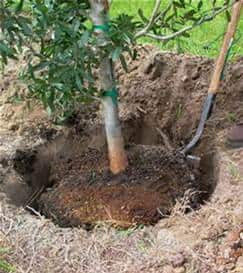 A young tree with its root ball is being planted in a dug hole, with a shovel positioned nearby in the soil.