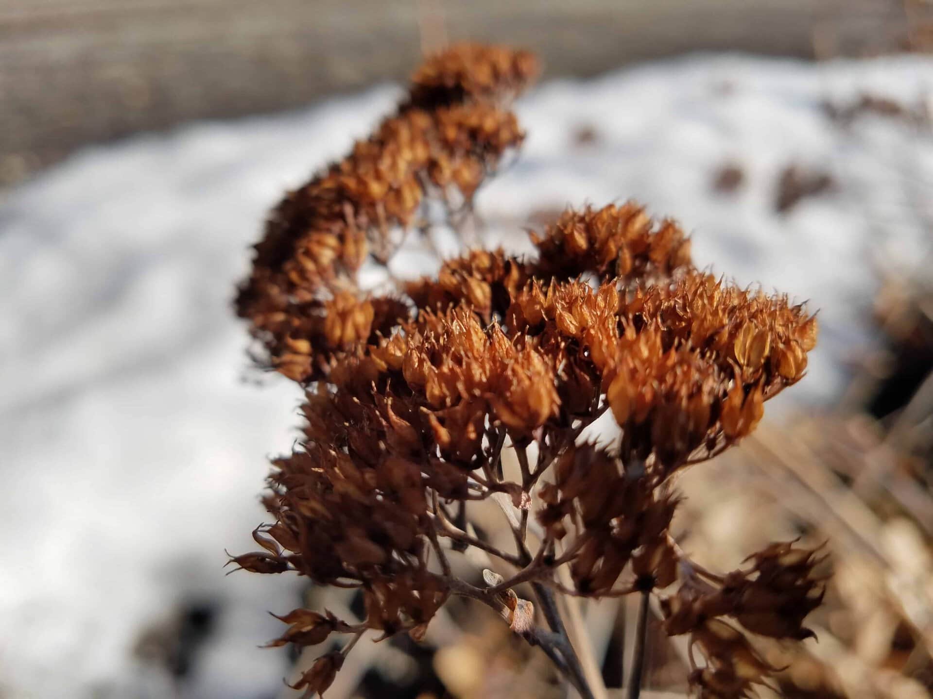 Close-up of dried brown flowers with snow and blurred ground in the background. The focus is on the textured petals, highlighting the contrast between the dried plant and the wintery setting.
