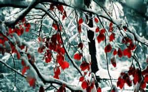Snow-covered tree branches with vibrant red leaves stand out against a blurred, wintry forest background.