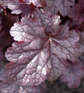 A close-up of a single Heuchera leaf with a purple and silvery hue, showing pronounced veins and a textured surface. Other similar leaves are blurred in the background.