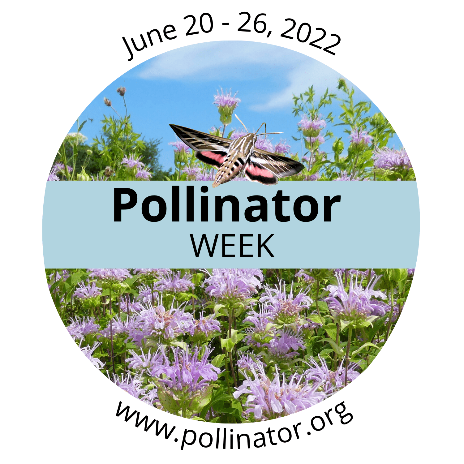 A pollinator week badge features a hummingbird moth over purple flowers, with the text June 20-26, 2022, Pollinator WEEK, and www.pollinator.org in a circular design.