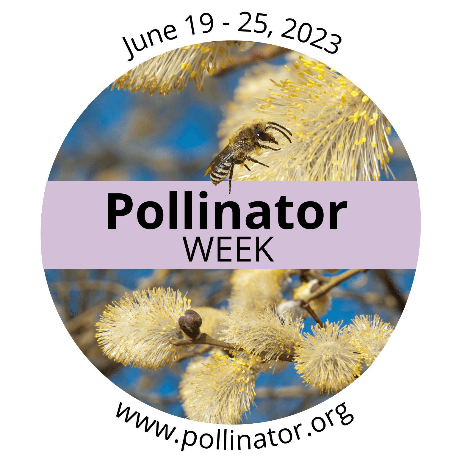 A bee on a yellow flower with the text: June 19-25, 2023. Pollinator Week. www.pollinator.org in a circular badge.
