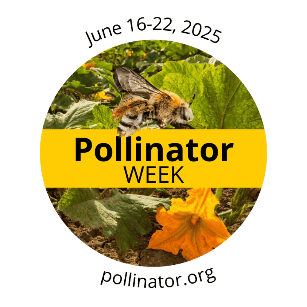 A bee pollinates squash flowers with green leaves in the background. Text reads: June 16-22, 2025 Pollinator Week and pollinator.org..