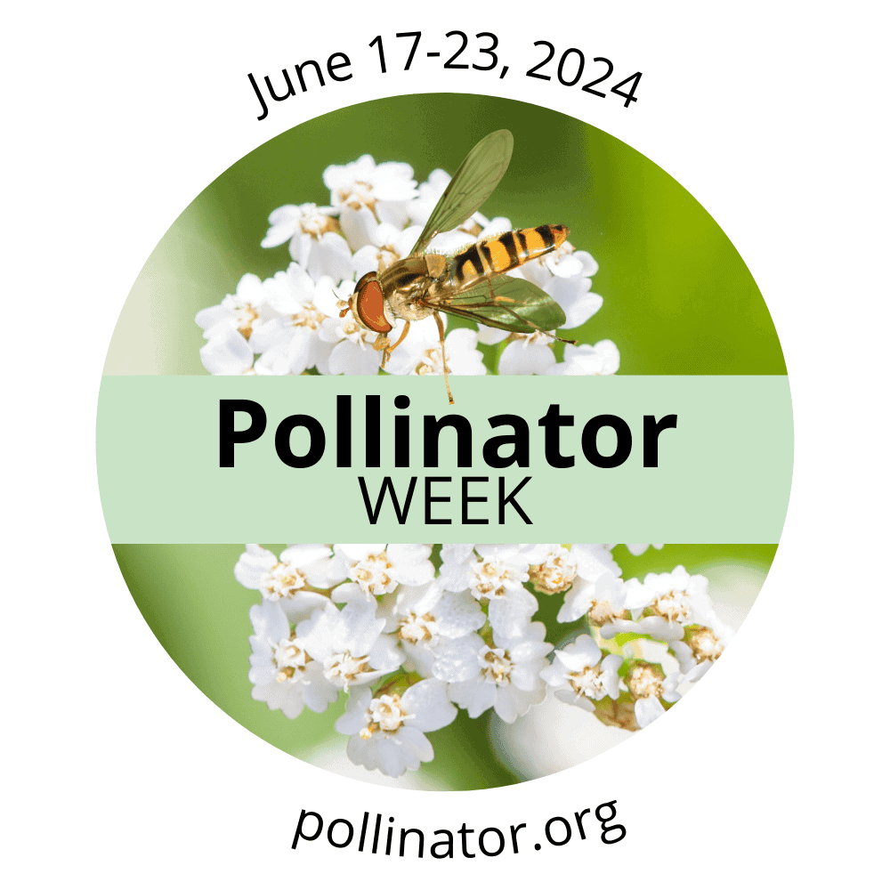 A bee-like insect on white flowers with the text: June 17-23, 2024. Pollinator WEEK. pollinator.org in a green circle.