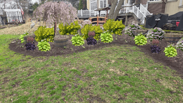 A backyard garden features lush green and purple plants, wooden barrels, a small arched bridge, and a young tree with pink blossoms, surrounded by houses and mulch beds.
